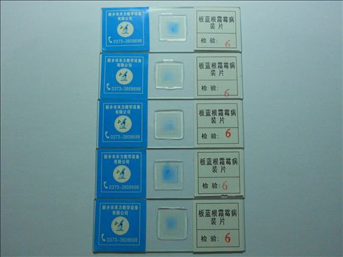 生物教学切片标本