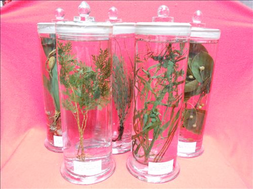 植物绿色浸制标本